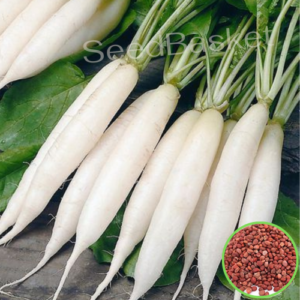 radish