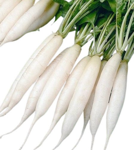 radish - Image 3